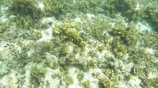 Sainte Anne, Сейшелы — белоперая акула: безопасна ли рыбалка рядом?