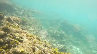 Sainte Anne, Сейшелы — белоперая акула: безопасна ли рыбалка рядом?