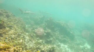 Sainte Anne, Сейшелы — белоперая акула: безопасна ли рыбалка рядом?