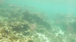 Sainte Anne, Сейшелы — белоперая акула: безопасна ли рыбалка рядом?