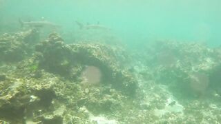 Sainte Anne, Сейшелы — белоперая акула: безопасна ли рыбалка рядом?