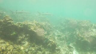 Sainte Anne, Сейшелы — белоперая акула: безопасна ли рыбалка рядом?