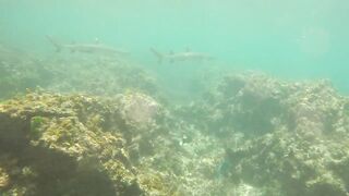 Sainte Anne, Сейшелы — белоперая акула: безопасна ли рыбалка рядом?