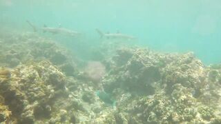 Sainte Anne, Сейшелы — белоперая акула: безопасна ли рыбалка рядом?