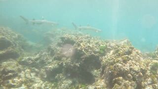 Sainte Anne, Сейшелы — белоперая акула: безопасна ли рыбалка рядом?