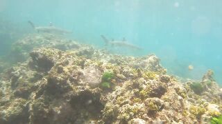 Sainte Anne, Сейшелы — белоперая акула: безопасна ли рыбалка рядом?