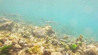 Sainte Anne, Сейшелы — белоперая акула: безопасна ли рыбалка рядом?