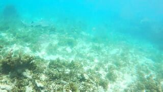 Sainte Anne, Сейшелы — белоперая акула: безопасна ли рыбалка рядом?