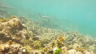 Sainte Anne, Сейшелы — белоперая акула: безопасна ли рыбалка рядом?