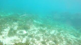 Sainte Anne, Сейшелы — белоперая акула: безопасна ли рыбалка рядом?