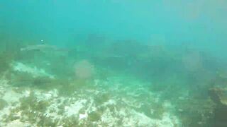 Sainte Anne, Сейшелы — белоперая акула: безопасна ли рыбалка рядом?