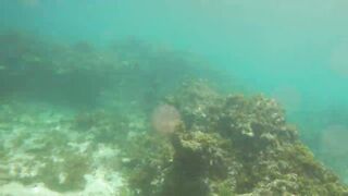 Sainte Anne, Сейшелы — белоперая акула: безопасна ли рыбалка рядом?