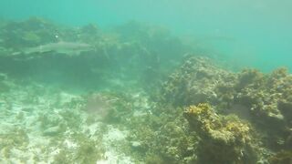 Sainte Anne, Сейшелы — белоперая акула: безопасна ли рыбалка рядом?