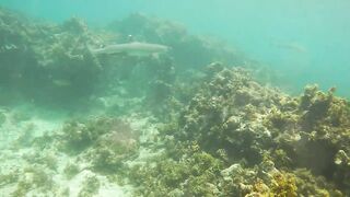 Sainte Anne, Сейшелы — белоперая акула: безопасна ли рыбалка рядом?