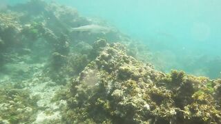 Sainte Anne, Сейшелы — белоперая акула: безопасна ли рыбалка рядом?