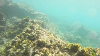 Sainte Anne, Сейшелы — белоперая акула: безопасна ли рыбалка рядом?