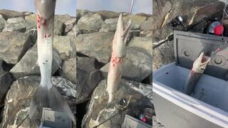 Фуджейра, берег: барракуда у камней - морская рыбалка на рассвете