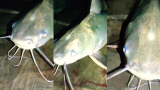 Гагра, короткий клип: штиль, всплески и береговая рыбалка