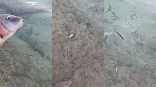 Мальдивы — морская рыбалка на Мальдивах с берега: барабулька на пилькер