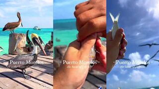 Пуэрто-Морелос: дом пеликанов и рыбалка под стаей