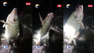 Spangled Emperor u: морская рыбалка на императора — насадки и проводка