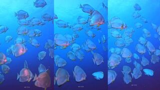 Batfish у пирса: осторожная подача и релиз без травм