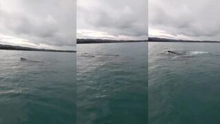 Коста-Рика, Оса: горбатые киты у берега — день на воде