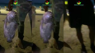 Бока Чика: гигантская рыба на пляже – это спот или случайность