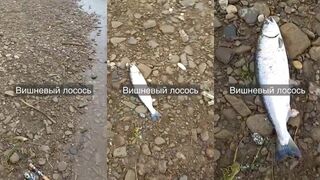 Сахалин: «вишнёвый» лосось на блесну Bux 9.3 — проводка и цвет