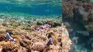 Marsa Alam, Utopia Beach Club — риф у отеля, а береговая рыбалка разрешена?