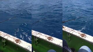 Александрия, земля дениса: дорада с берега и сезонный пик