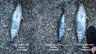 Fethiye, Çalış: торик зашел на пляж — рыбалка спиннингом с берега