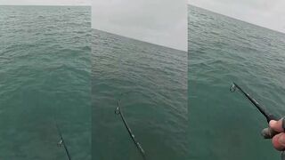 Тунец в ударе — когда ускоряться и когда дать приманке тонуть