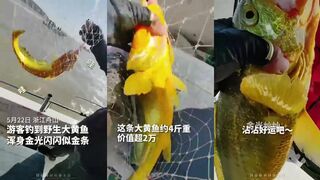 Золотая желтая рыба: редкий трофей - снасти, проводка, релиз