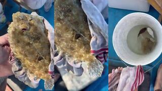 Нячанг — камбала красавица: рыбалка на плоскую рыбу с берега, проводка и насадки