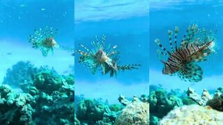 Marsa Alam, Египет: lionfish и охота — законно ли брать его с рифа?