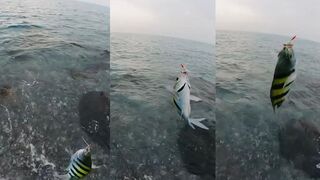 Фуджейра, утро на море: неизвестная рыба и ссылка на спот