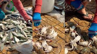 Phan Thiết, Cầu Ké — рыбный рынок и рыбалка на рассвете рядом с пирсом