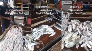 Шри-Ланка, Ceylon Dilan Tours: есть ли морская рыбалка на их маршрутах и сколько это стоит?