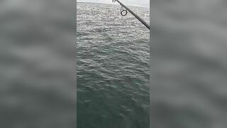 Тунец сорвал поппер у борта — как не повторить blow-up fail?