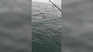 Тунец сорвал поппер у борта — как не повторить blow-up fail?