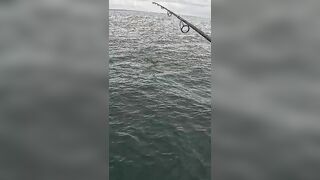 Тунец сорвал поппер у борта — как не повторить blow-up fail?