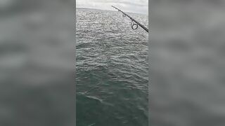 Тунец сорвал поппер у борта — как не повторить blow-up fail?