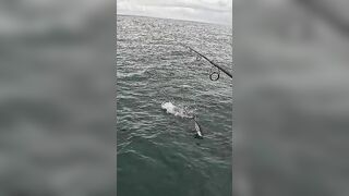 Тунец сорвал поппер у борта — как не повторить blow-up fail?