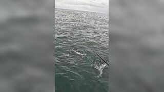 Тунец сорвал поппер у борта — как не повторить blow-up fail?