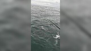 Тунец сорвал поппер у борта — как не повторить blow-up fail?