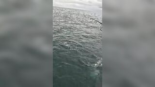 Тунец сорвал поппер у борта — как не повторить blow-up fail?