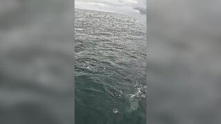 Тунец сорвал поппер у борта — как не повторить blow-up fail?