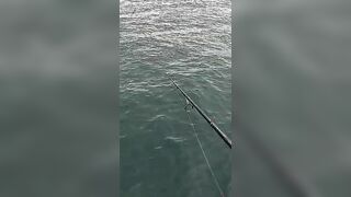 Тунец сорвал поппер у борта — как не повторить blow-up fail?