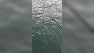 Тунец сорвал поппер у борта — как не повторить blow-up fail?